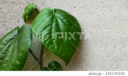 Fresh green betel leaves against a textured white wall background. Fresh green betel leaves against a textured white wall background. 142176350