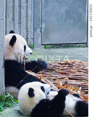 ジャイアントパンダ(中国-成都大熊猫繁育研究基地) ジャイアントパンダ(中国-成都大熊猫繁育研究基地) 142176635