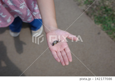 手のひらに乗せた小さなカニを見せる女の子 手のひらに乗せた小さなカニを見せる女の子 142177086