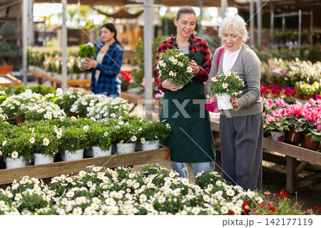 Mature woman selects agryranthemum flowers with the help of a staff member in greenhouse Mature woman selects agryranthemum flowers with the help of a staff member in greenhouse 142177119