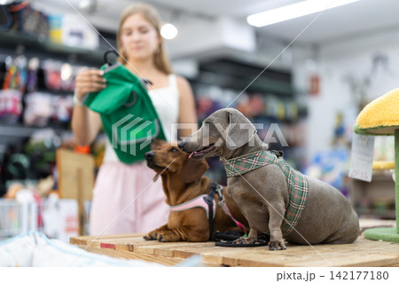 In fitting area, two dogs dachshund breed sitting on table for animals in pet store In fitting area, two dogs dachshund breed sitting on table for animals in pet store 142177180
