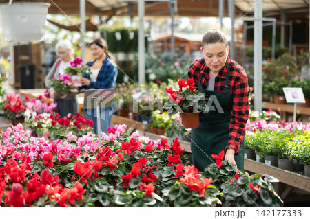 Garden store employee puts in order showcase with climbing outdoor plants cyclamen Garden store employee puts in order showcase with climbing outdoor plants cyclamen 142177333