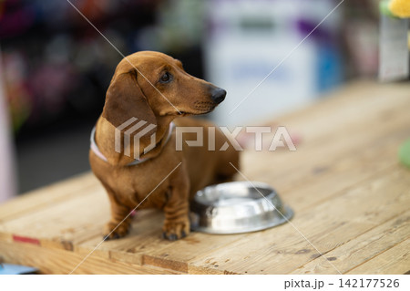 Dog and bowl in zoo store, pet eating Dog and bowl in zoo store, pet eating 142177526