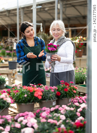 Elderly woman selects dianthus caryophyllus flowers with the help of a staff member in greenhouse. Elderly woman selects dianthus caryophyllus flowers with the help of a staff member in greenhouse. 142177565