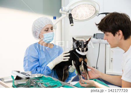 Female veterinarian preparing to perform surgery on miniature pinscher in veterinary clinic Female veterinarian preparing to perform surgery on miniature pinscher in veterinary clinic 142177720
