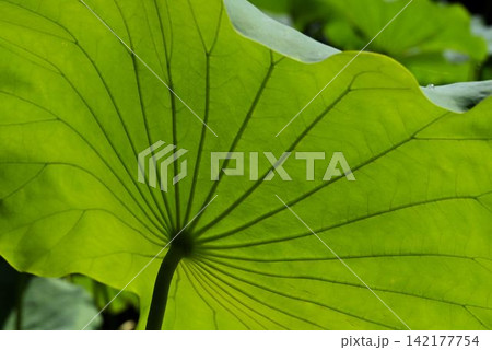 美しい葉模様の自然の芸術(裏から見た茎の先の葉に放射状に広がる葉脈の模様が綺麗なハスの葉) 美しい葉模様の自然の芸術(裏から見た茎の先の葉に放射状に広がる葉脈の模様が綺麗なハスの葉) 142177754