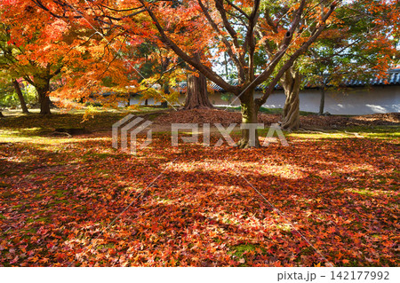 京都 東福寺 秋の美しい紅葉(京都府京都市東山区) 京都 東福寺 秋の美しい紅葉(京都府京都市東山区) 142177992