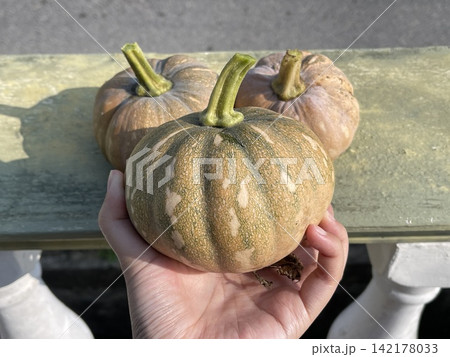 Hand Holding Small Freshly Harvested Organic Pumpkin Hand Holding Small Freshly Harvested Organic Pumpkin 142178033