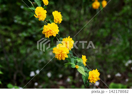八重山吹の花 八重山吹の花 142178082