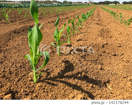 畑に植えられた成長途中のとうもろこし 畑に植えられた成長途中のとうもろこし 142178244