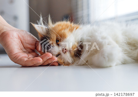 Calico Long-Haired Cat Being Gently Petted While Resting 142178697
