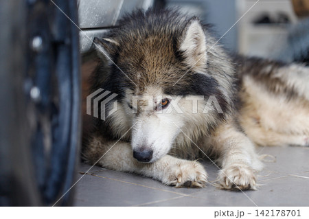 Close-up of Siberian Husky a wet fluffy dog with calm expression Close-up of Siberian Husky a wet fluffy dog with calm expression 142178701