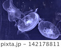 幻想的に泳ぐクラゲの群れ 142178811