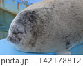 水辺でくつろぐアザラシ 142178812
