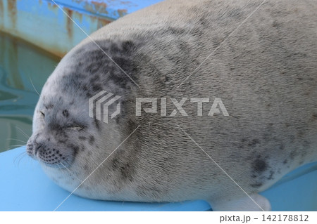 水辺でくつろぐアザラシ 水辺でくつろぐアザラシ 142178812