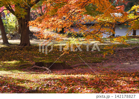 京都 東福寺 秋の美しい紅葉(京都府京都市東山区) 京都 東福寺 秋の美しい紅葉(京都府京都市東山区) 142178827