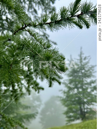 雨の大菩薩嶺で撮影した、霧の中雫が滴る木 142179028