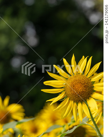 鮮やかに咲く黄色いヒマワリの花 鮮やかに咲く黄色いヒマワリの花 142179066