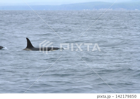 初夏の根室海峡の海を泳いでいくシャチの姿 初夏の根室海峡の海を泳いでいくシャチの姿 142179850