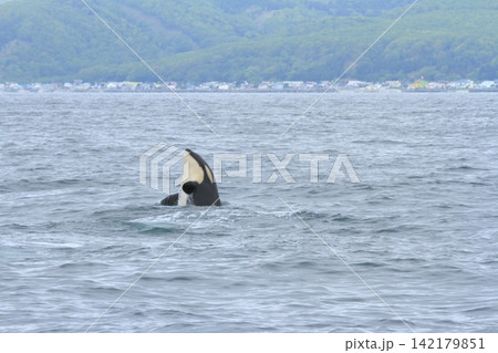 根室海峡の海でのシャチのブリーチングの眺め 142179851