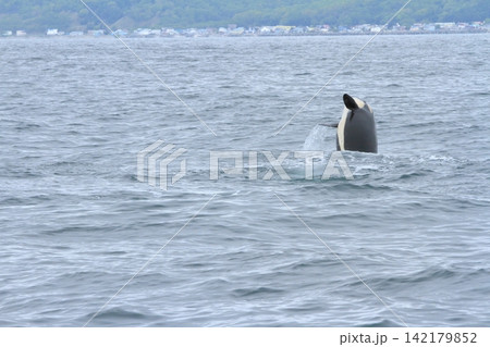 根室海峡の海上でダイブをするシャチの姿 根室海峡の海上でダイブをするシャチの姿 142179852