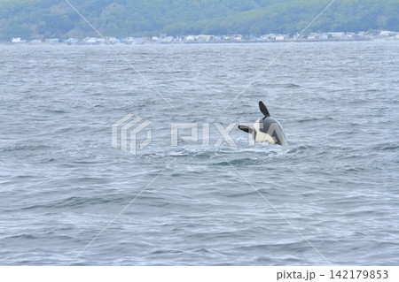 根室海峡の海面でジャンプをするシャチ 根室海峡の海面でジャンプをするシャチ 142179853
