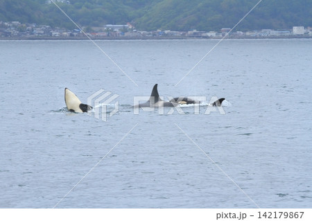 根室海峡の海でジャンプをするシャチの姿 142179867