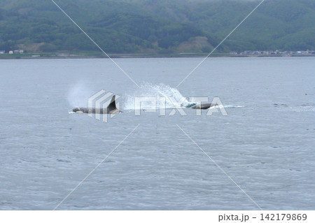 水しぶきをあげて根室海峡の海を泳ぎまわるシャチ 水しぶきをあげて根室海峡の海を泳ぎまわるシャチ 142179869