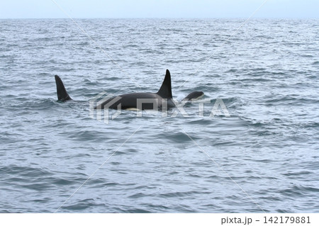 根室海峡の海に潜ろうとするシャチの姿 根室海峡の海に潜ろうとするシャチの姿 142179881