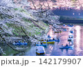 夜桜ライトアップと千鳥ヶ淵のお濠に浮かぶボートの幻想的な風景 142179907