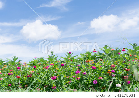 青空と夏雲のもとに咲き誇るカラフルな百日草の花畑 142179931