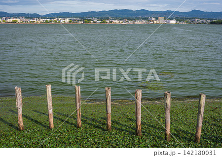琵琶湖夏景色 滋賀県大津市 琵琶湖夏景色 滋賀県大津市 142180031