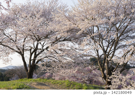 合戦場の桜 合戦場の桜 142180049