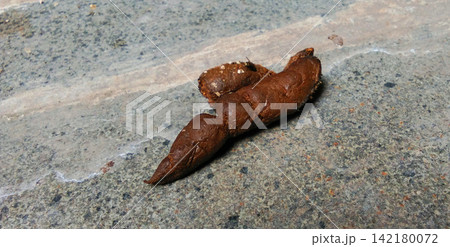 Fresh animal dung on a rocky ground surface 142180072