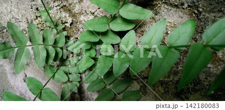 Wild green ferns grow on the rough surface of the stone wall. Wild green ferns grow on the rough surface of the stone wall. 142180083