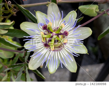 淡い紫の花糸が美しいトケイソウの花 淡い紫の花糸が美しいトケイソウの花 142180098