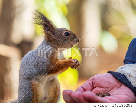 A squirrel in the spring or autumn eats nuts from a human hand. Eurasian red squirrel, Sciurus vulgaris A squirrel in the spring or autumn eats nuts from a human hand. Eurasian red squirrel, Sciurus vulgaris 142180205