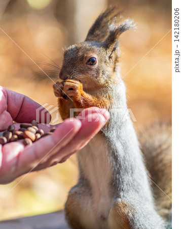A squirrel in the spring or autumn eats nuts from a human hand. Eurasian red squirrel, Sciurus vulgaris A squirrel in the spring or autumn eats nuts from a human hand. Eurasian red squirrel, Sciurus vulgaris 142180206