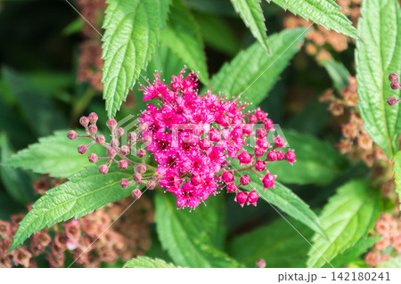 Flowers of Spiraea japonica double play pink, the Japanese meadowsweet, Japanese spiraea or Korean spiraea. It is a plant in the family Rosaceae. Flowers of Spiraea japonica double play pink, the Japanese meadowsweet, Japanese spiraea or Korean spiraea. It is a plant in the family Rosaceae. 142180241