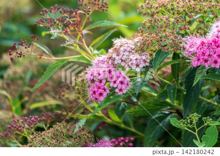 Flowers of Spiraea japonica double play pink, the Japanese meadowsweet, Japanese spiraea or Korean spiraea. It is a plant in the family Rosaceae. 142180242