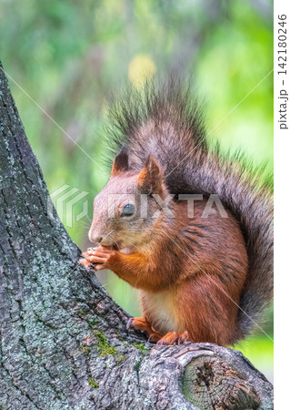 The squirrel with nut sits on a branches in the spring or summer. The squirrel with nut sits on a branches in the spring or summer. 142180246