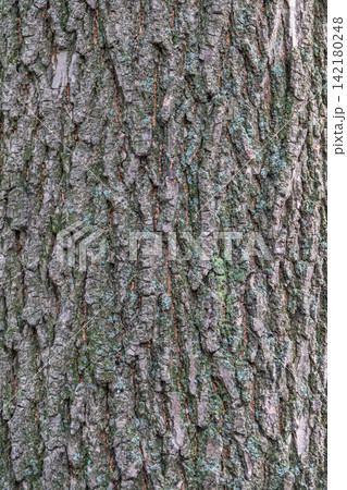 Bark texture and background of a old tree trunk. Detailed bark texture. Bark texture and background of a old tree trunk. Detailed bark texture. 142180248