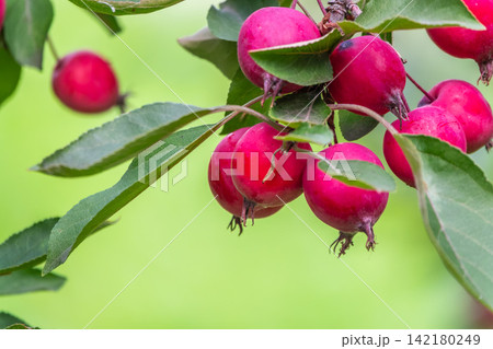 Bright red small wild apples among the yellow leaves in autumn. 142180249
