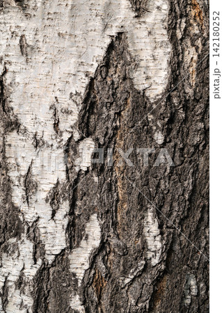 The texture of the birch bark. The texture of the birch bark. 142180252