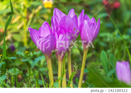 Autumn purple crocuses bloomed above the ground. Autumn purple crocuses bloomed above the ground. 142180322