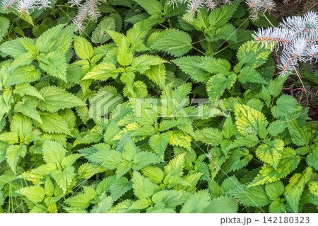The nettle, Urtica dioica, with green leaves grows in natural thickets. Medicinal wild plant nettle. Nettle grass with fluffy green leaves. The nettle, Urtica dioica, with green leaves grows in natural thickets. Medicinal wild plant nettle. Nettle grass with fluffy green leaves. 142180323