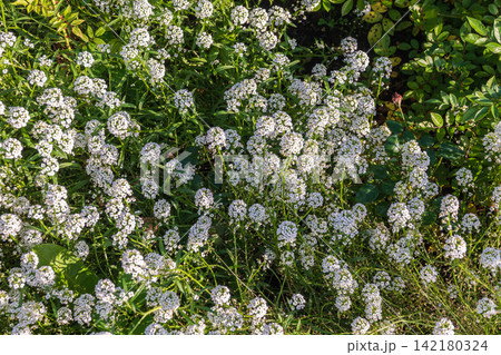 Dainty purple and white flowers of Lobularia maritima Alyssum maritimum, sweet alyssum or sweet alison Dainty purple and white flowers of Lobularia maritima Alyssum maritimum, sweet alyssum or sweet alison 142180324
