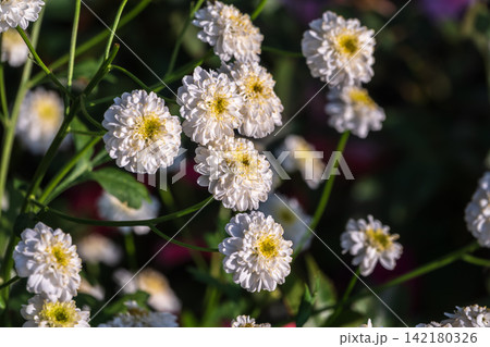 Colourful Feverfew Flowers, Tanacetum parthenium. Beautiful white and yellow flowers Colourful Feverfew Flowers, Tanacetum parthenium. Beautiful white and yellow flowers 142180326