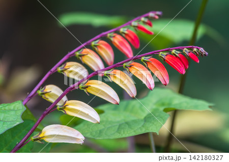 Closeup view of bright blue flowers Ipomoea lobata, the fire vine, firecracker vine or Spanish flag blooming outdoors in garden Closeup view of bright blue flowers Ipomoea lobata, the fire vine, firecracker vine or Spanish flag blooming outdoors in garden 142180327
