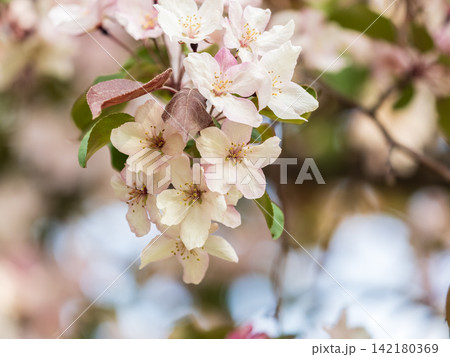 Fresh pink flowers of a blossoming apple tree with blured background Fresh pink flowers of a blossoming apple tree with blured background 142180369